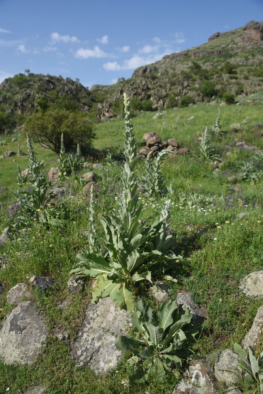 Изображение особи род Verbascum.