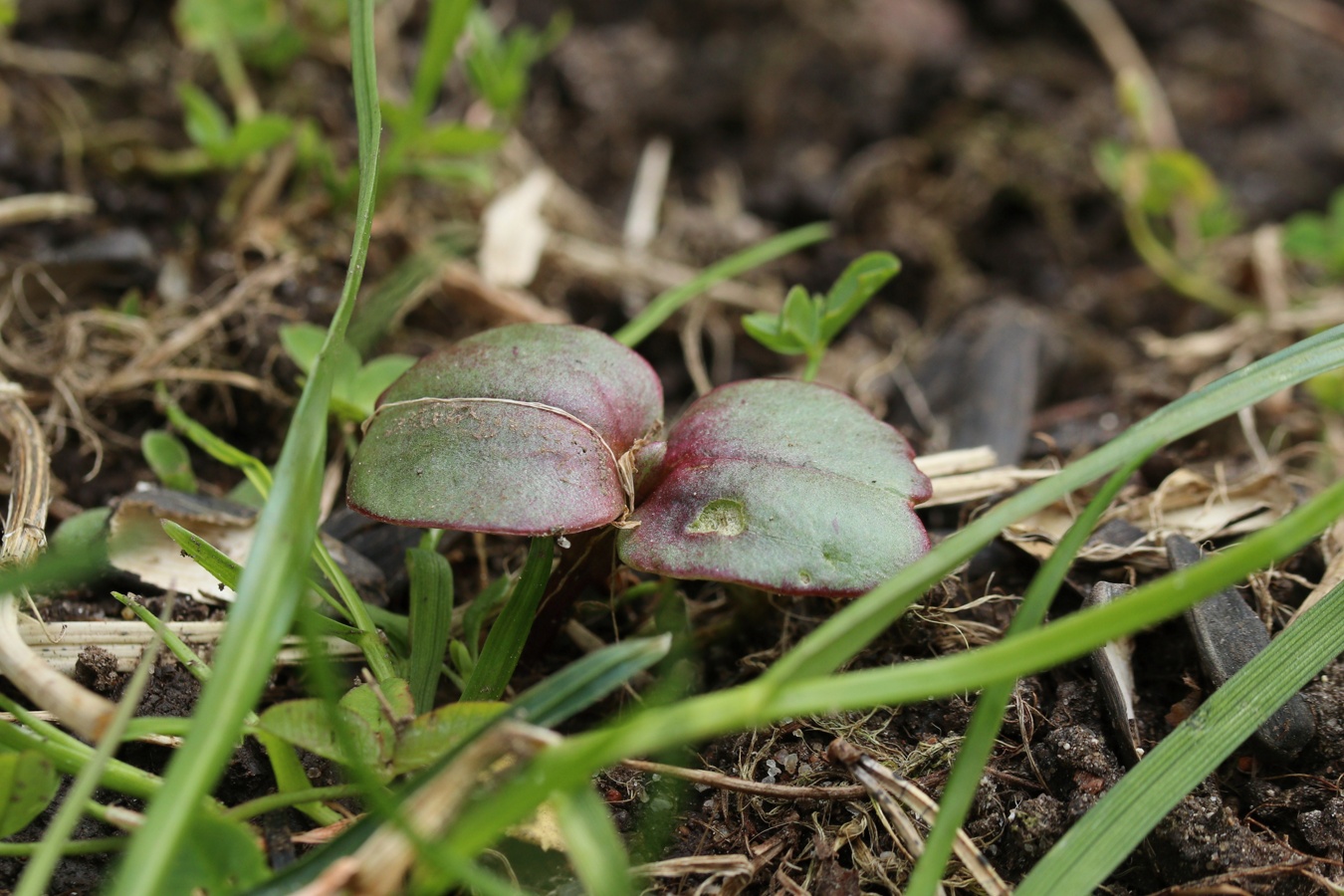 Image of Helianthus annuus specimen.