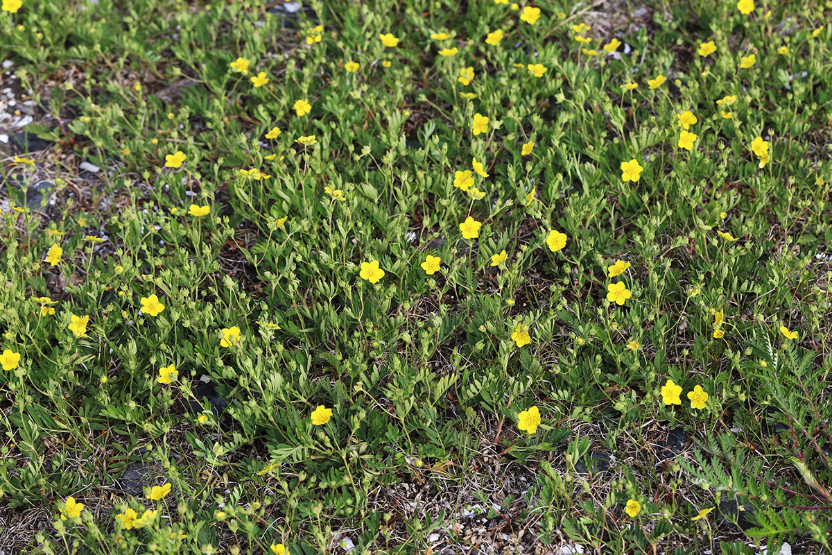 Изображение особи Potentilla semiglabra.