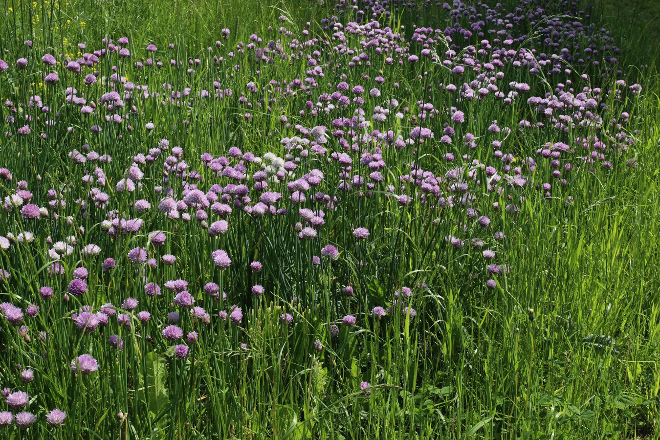 Image of Allium schoenoprasum specimen.