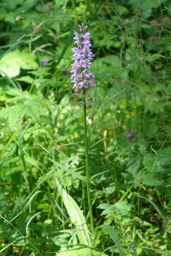 Image of Dactylorhiza fuchsii specimen.