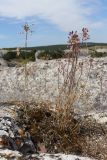 Allium paniculatum. Цветущие растения. Крым, предгорье, средневековый город-крепость Эски-Кермен. 26.07.2026.