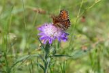 Knautia arvensis. Верхушка цветущего растения с кормящейся бабочкой Melitaea diamina. Беларусь, Брестская обл., Каменецкий р-н, окр. дер. Верховичи, пруд Сипурка. 01.07.2026.