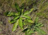 Taraxacum serotinum. Вегетирующие растения. Оренбургская обл., Кувандыкский муниципальный округ, северная оконечность Долгих гор, степной склон. 10 июня 2025 г.