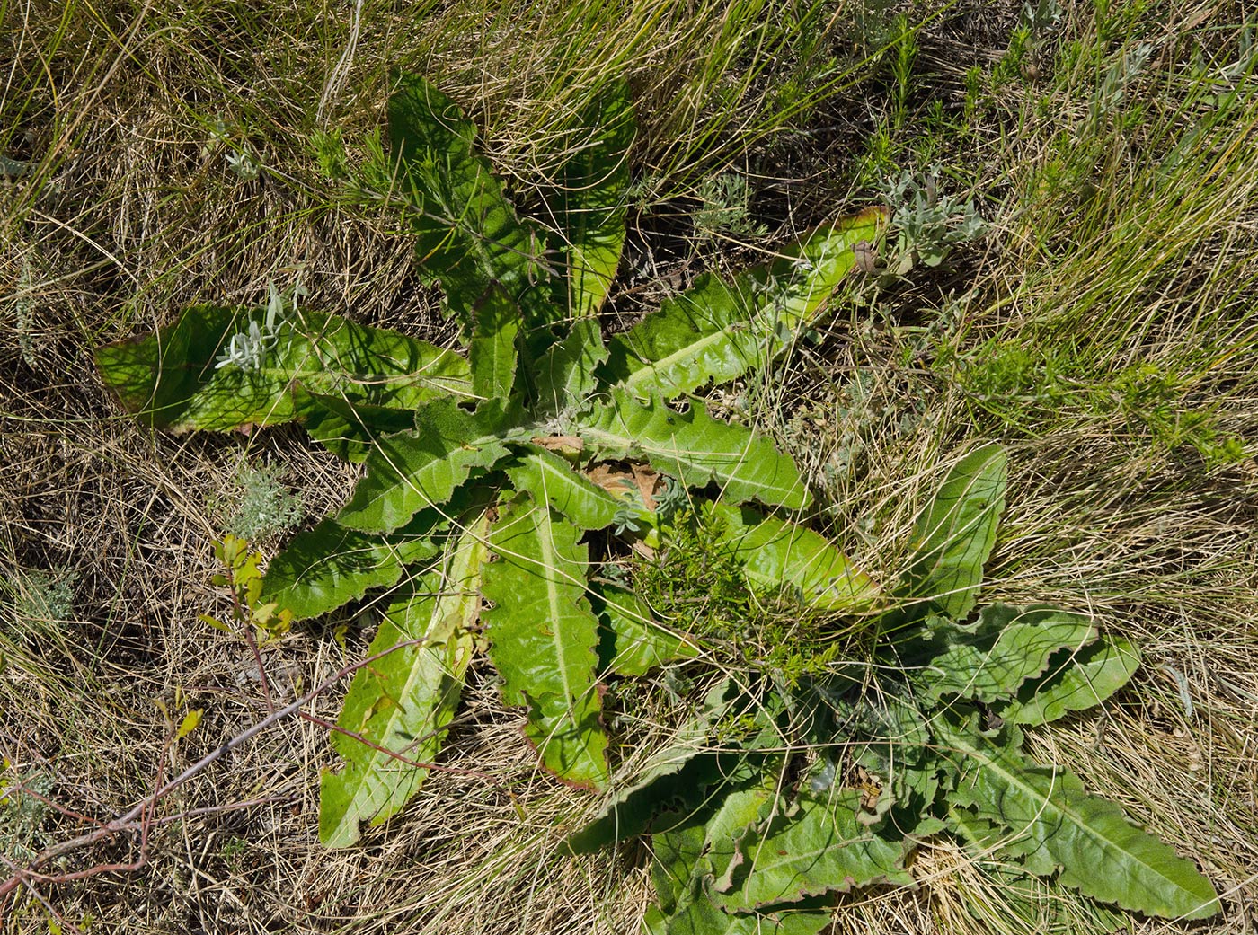 Image of Taraxacum serotinum specimen.