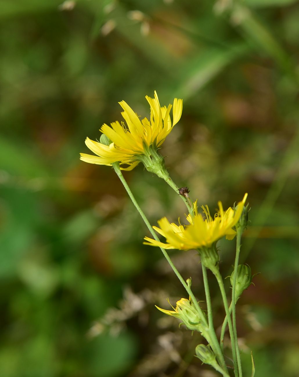 Image of Unknown species specimen.