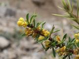 Berberis kaschgarica. Веточка цветущего растения. Таджикистан, Горно-Бадахшанская автономная обл., Мургабский р-н, дол. р. Карасу, ≈ 3630 м н.у.м., каменистая осыпь. 6 июля 2026 г.