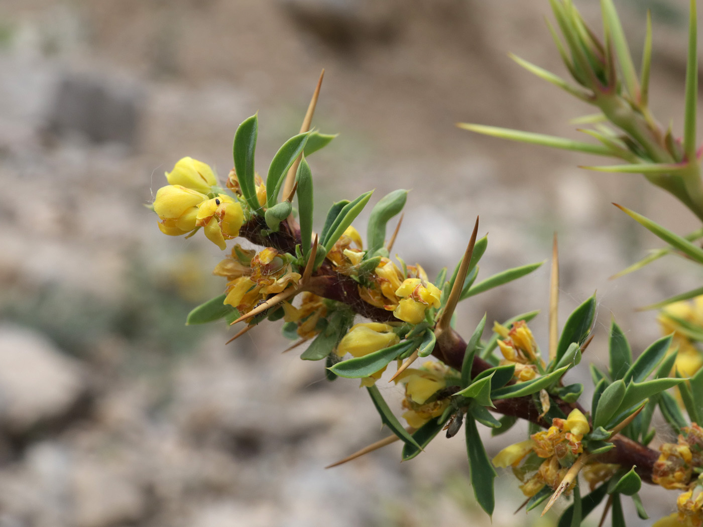 Image of Berberis kaschgarica specimen.