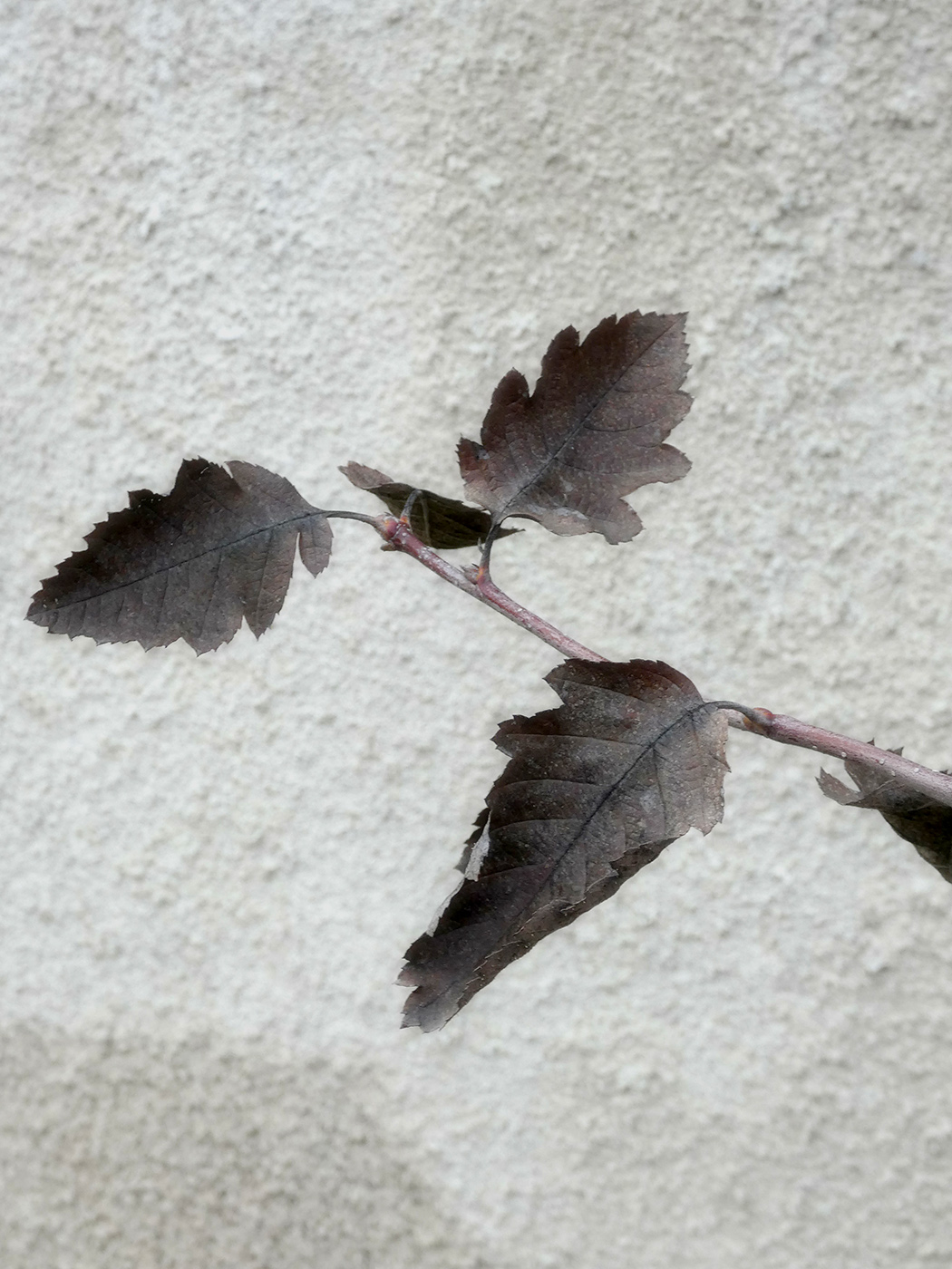 Image of genus Crataegus specimen.