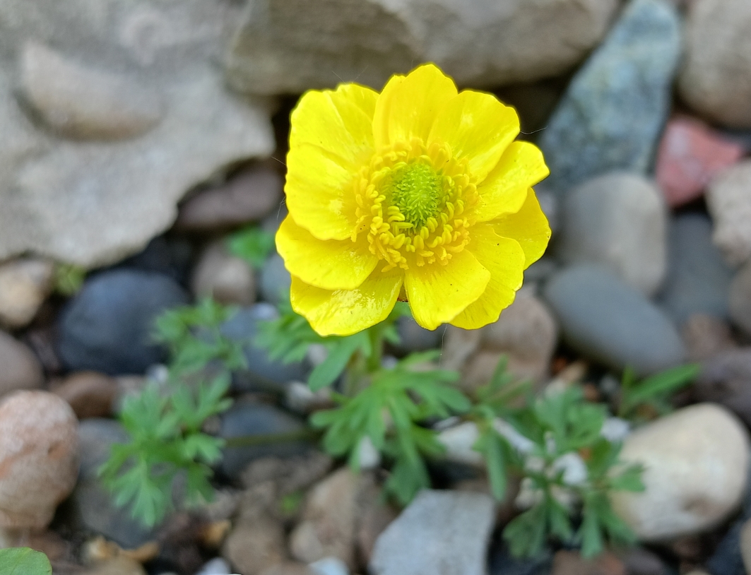 Image of Ranunculus leptaleus specimen.