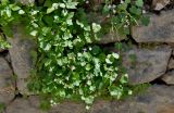 Cymbalaria muralis. Цветущее растение в сообществе с Parietaria. Сан-Марино, на каменной стене. 22.06.2010.