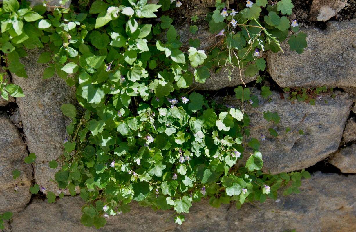 Image of Cymbalaria muralis specimen.
