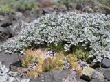Astragalus heptapotamicus