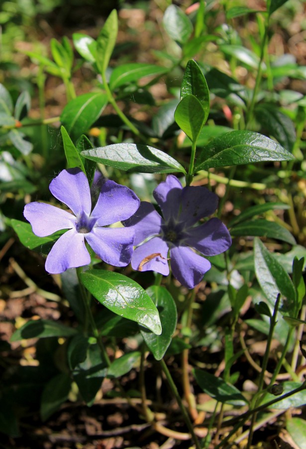 Image of Vinca minor specimen.