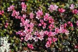 Loiseleuria procumbens. Цветущее растение в кустраничково-лишайниковой тундре. Окрестности Мурманска. 04.06.2011.