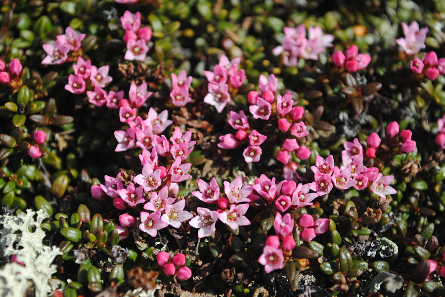 Изображение особи Loiseleuria procumbens.