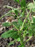 Euclidium syriacum