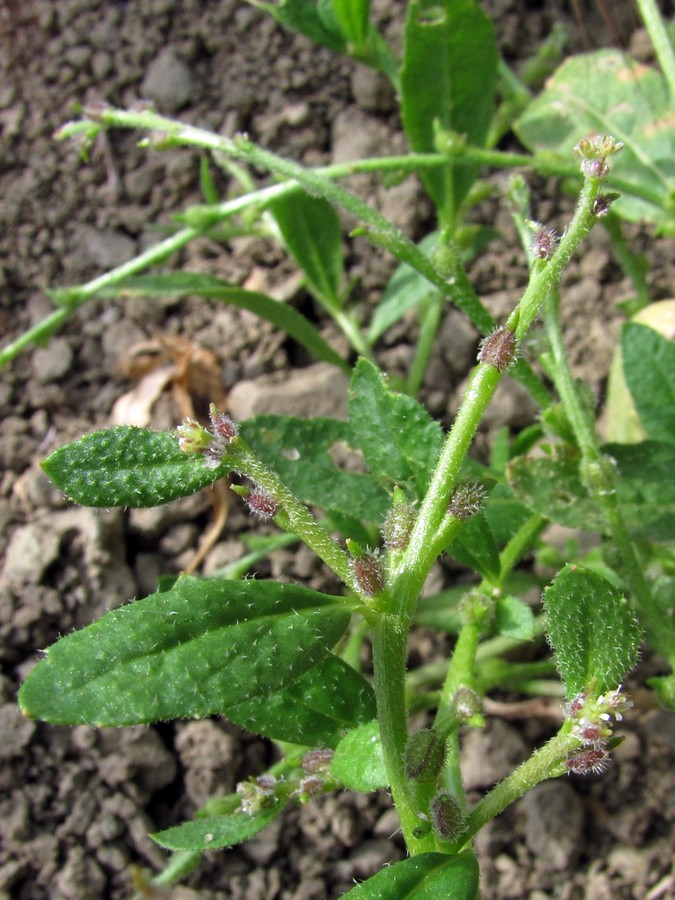 Image of Euclidium syriacum specimen.