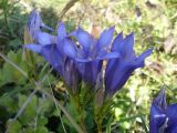 Gentiana pneumonanthe