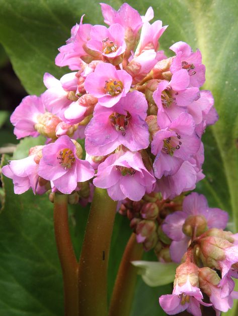 Image of Bergenia crassifolia specimen.