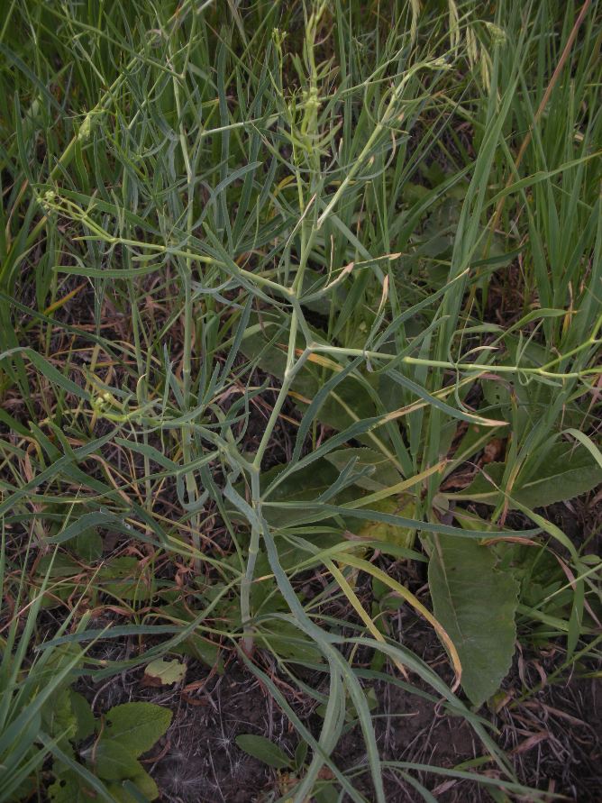 Image of Falcaria vulgaris specimen.