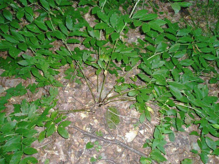 Изображение особи Lathyrus aureus.