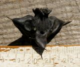 Image of taxon representative. Author is Николай Степанов