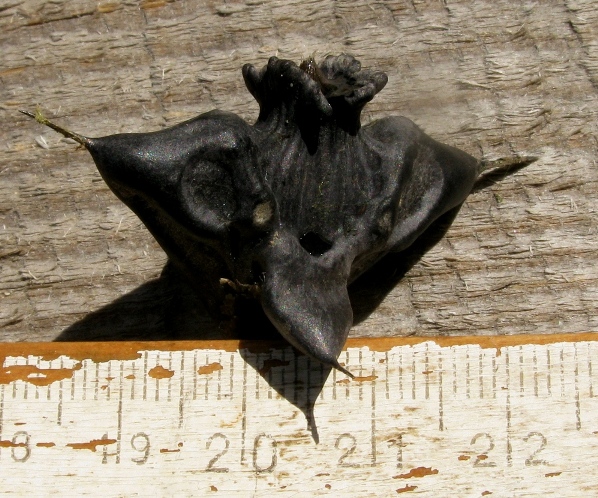Image of Trapa sajanensis specimen.