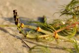 Myriophyllum sibiricum. Побеги с соцветиями. Белоруссия, Витебская обл., окр. дер. Сурмино, оз. Белое. 04.08.2011.