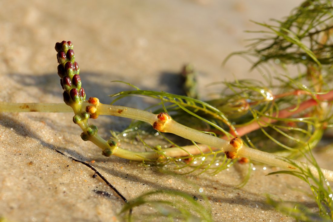 Image of Myriophyllum sibiricum specimen.