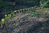 Verbascum lychnitis. Цветущее растение. Республика Татарстан, национальный парк \"Нижняя Кама\". 16.08.2011.