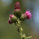 Image of taxon representative. Author is Вадим Прохоров