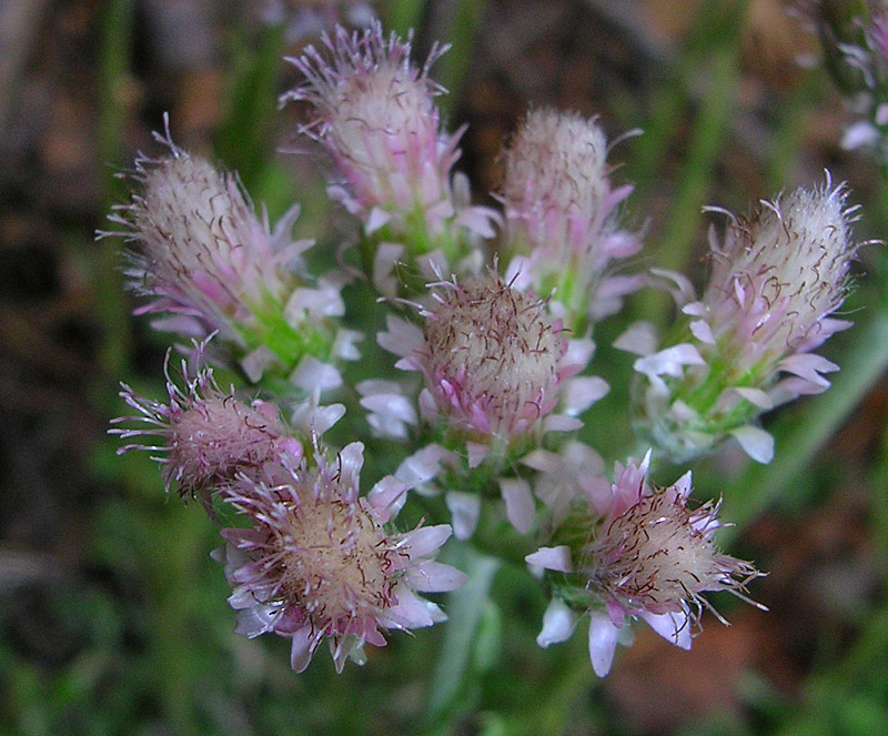 Изображение особи Antennaria dioica.