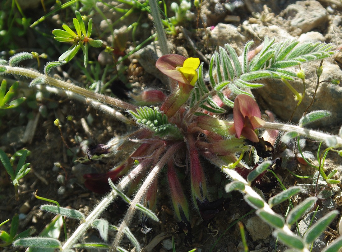 Изображение особи род Astragalus.