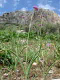 Allium suworowii