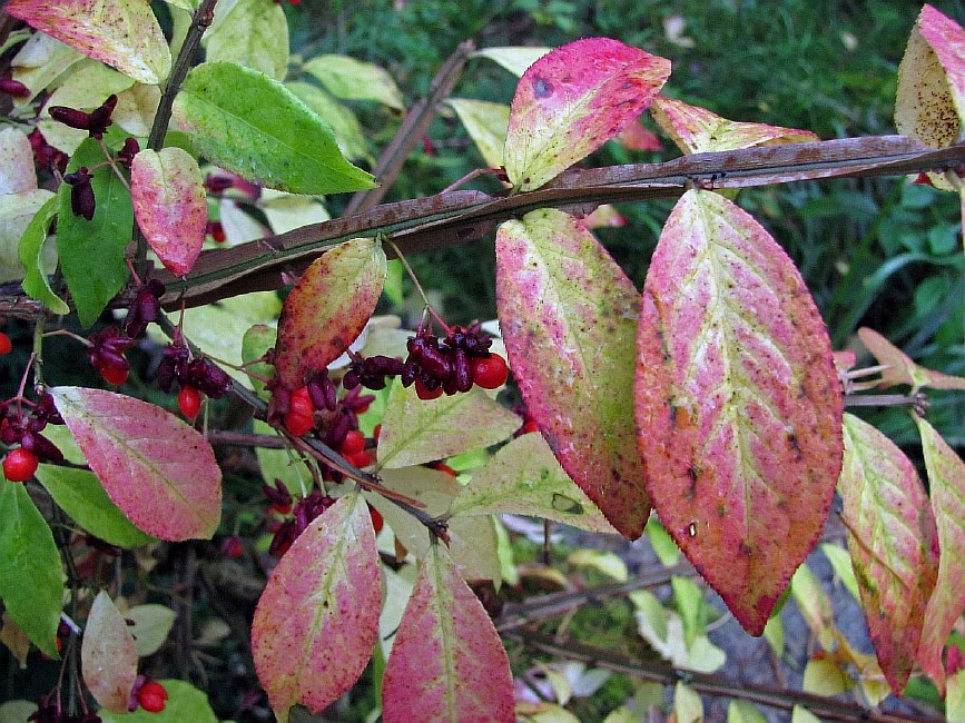 Image of Euonymus sacrosanctus specimen.