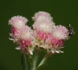 Antennaria