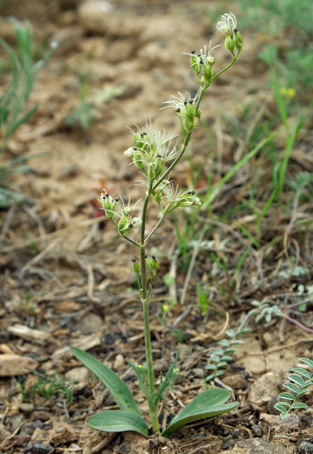 Изображение особи Valeriana chionophila.