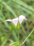 Geranium columbinum