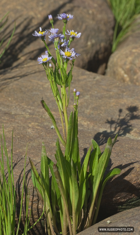 Изображение особи Tripolium pannonicum ssp. tripolium.