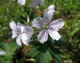 Geranium krylovii. Цветки. Забайкалье, хребет Кодар, верховья р. Средний Сакукан. 30.07.2007.