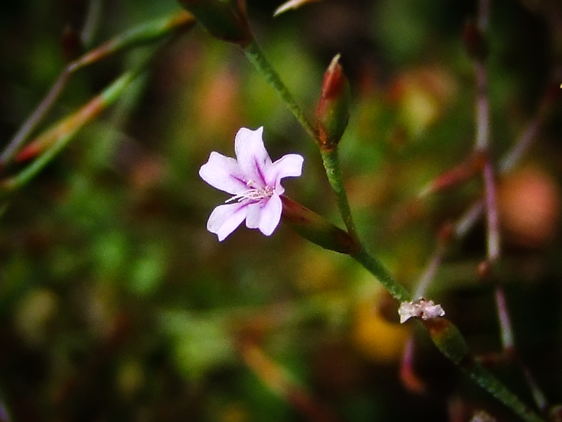 Image of Limonium galilaeum specimen.