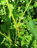 Betula pendula. Стволик и ветки молодого растения. Чувашия, Моргаушский р-н, у дороги к дер. Шомиково. 12.07.2011.