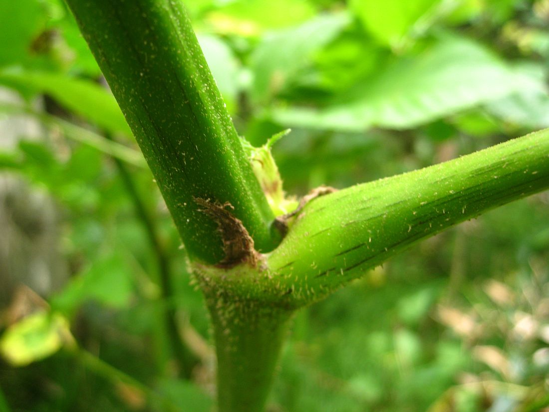 Image of Aralia cordata specimen.