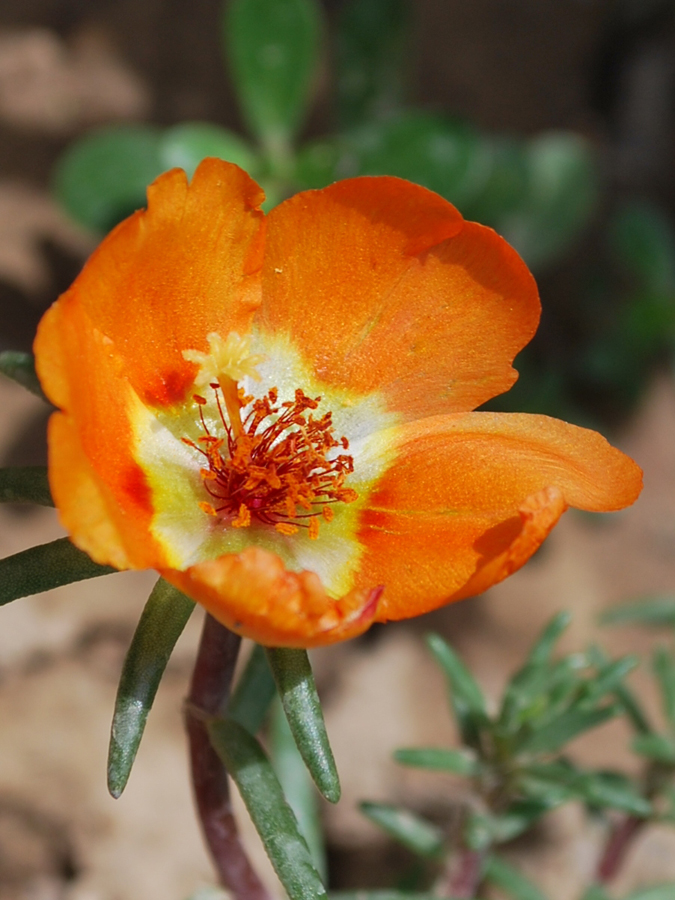 Image of Portulaca grandiflora specimen.