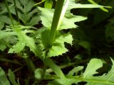 Cirsium oleraceum. Часть стебля с основаниями стеблевых листьев. Курская обл., г. Железногорск, ур. Опажье. 6 августа 2007 г.