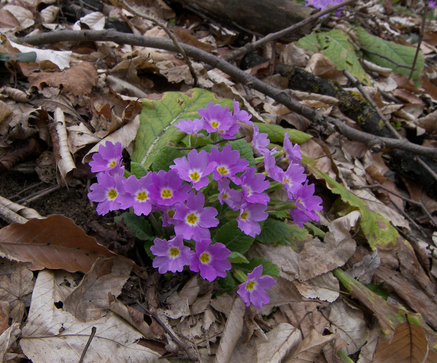 Изображение особи Primula vulgaris.