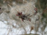 Clematis vitalba