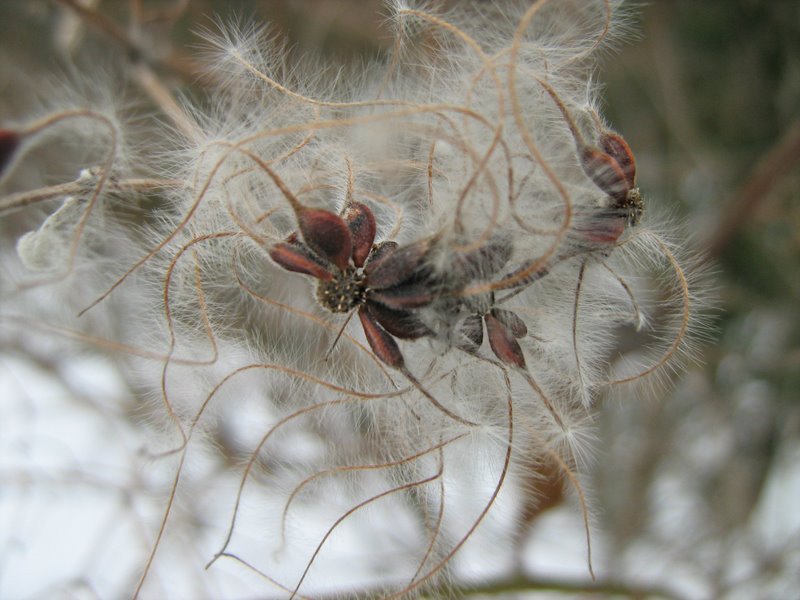 Image of Clematis vitalba specimen.