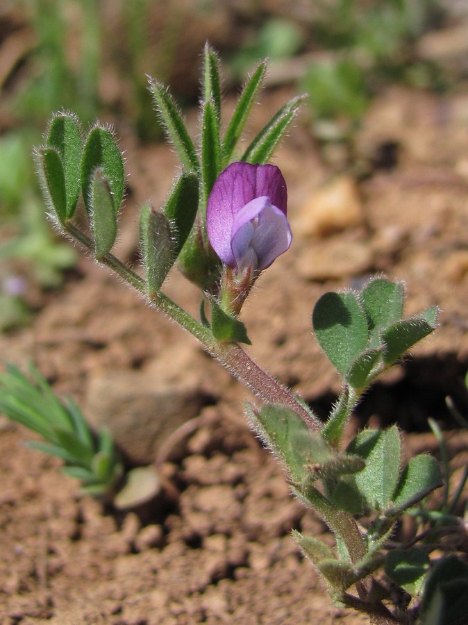 Image of Vicia lathyroides specimen.